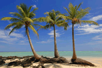 картинка море, пляж, песок, три пальмы, синее небо